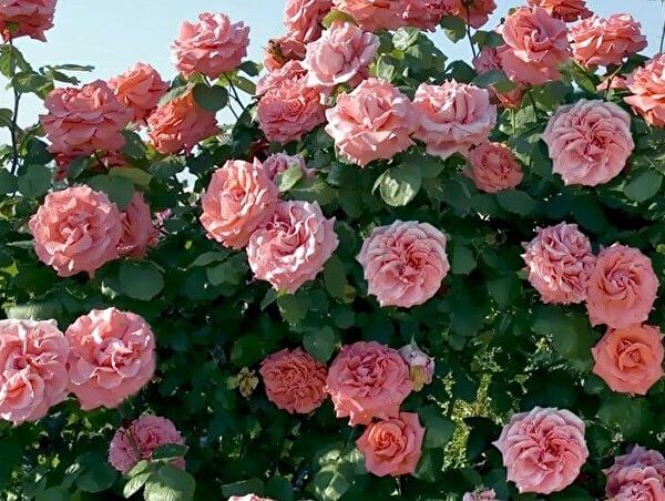 Роза плетистая Ди Ди Бриджуотер